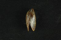 藏品(河殼菜蛤(沼蛤))的圖片